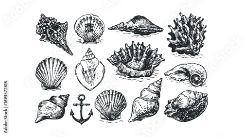 Collection of assorted seashell illustrations with anchor icon on transparent background. Vector hand drawn illustration