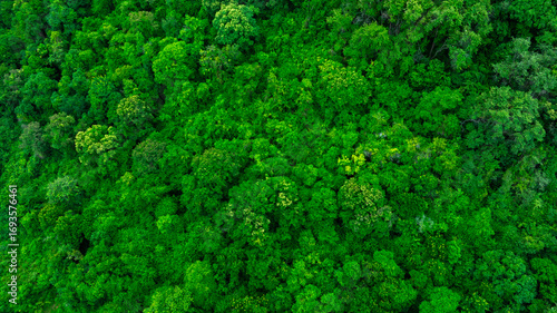 Fotografie aerial view of dark green forest Abundant natural ecosystems of rainforest
