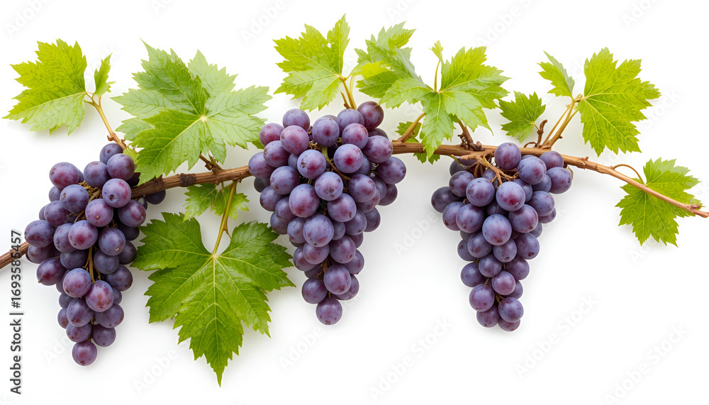 Fototapeta premium Fresh Purple Grapes on Vine with Green Leaves