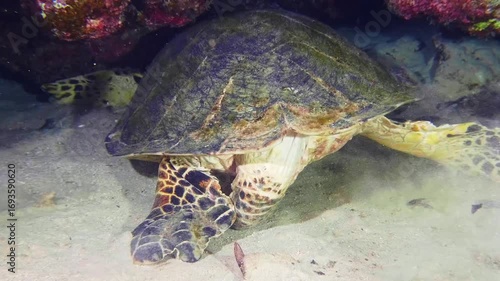 Underwater footage captures a majestic green sea turtle Chelonia mydas gracefully foraging or resting on a sandy seabed, surrounded by vibrant coral formations.