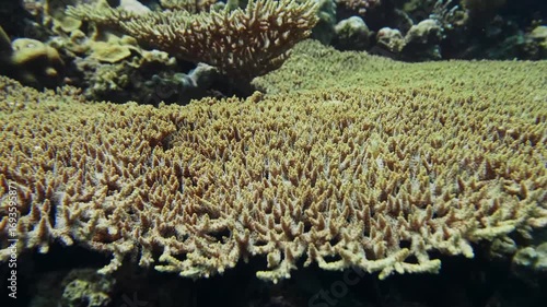 This footage showcases a thriving underwater landscape dominated by extensive formations of table coral Acropora species, providing a vital habitat for marine life.