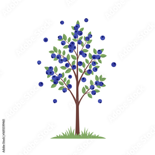 Vibrant blueberry bush laden with ripe berries and lush green leaves growing in fertile soil
