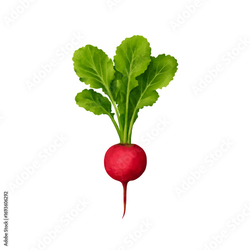 red radish watercolor isolated vector white background