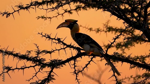 Great Hornbill bird perched on thorny tree branch silhouette at sunset, orange sky. Wildlife, nature, animal.