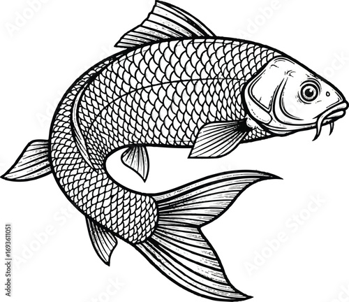 Classic woodcut style illustration of a Common Carp. A great graphic for angling enthusiasts, fish market branding, and Asian cuisine themes.