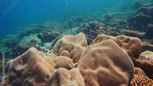 underwater footage capturing a vibrant and healthy coral reef teeming with diverse marine life, including colorful tropical fish swimming gracefully among the intricate coral formations.