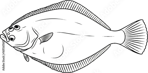 Detailed line art illustration of a Flounder. This flatfish vector is great for seafood restaurant menus, fish market branding, and coastal decor.