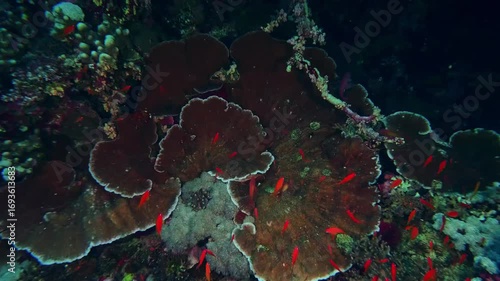 Dive into the mesmerizing beauty of a bustling coral reef ecosystem. This footage captures a vibrant underwater scene teeming with diverse marine life, including schools of colorful fish swimming amid