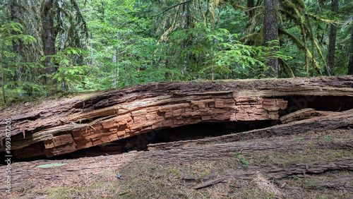 Close up of a fallen tree with bright green foliage growing out of the decaying tree trunk. 