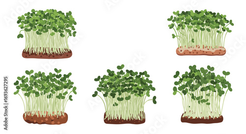 A collection of freshly grown vegetable sprouts ready for culinary use and healthy eating
