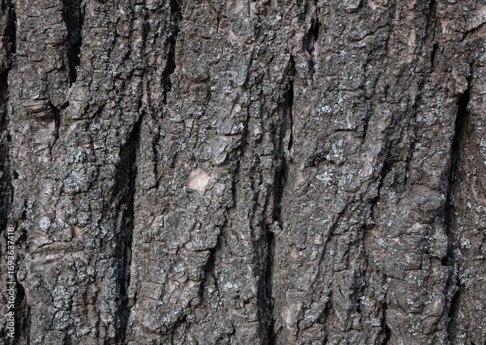 Fototapeta premium Natural wood bark texture close up