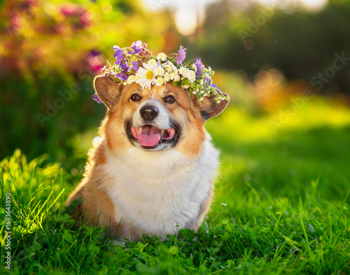 cute corgi dog sits in summer sunny garden on green grass in wreath of wild flowers and smiles