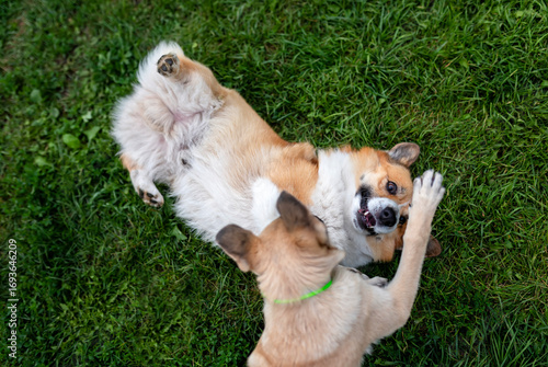 Photography two dogs playing on green grass lying down and fighting with paws