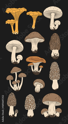 A collection of various edible mushroom varieties illustrated in a vintage style