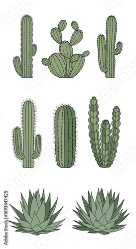 Collection of desert plants including various cactus species and succulents for botanical illustration and design projects
