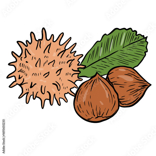 Botanical illustration of a chickpea