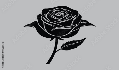 A beautiful black rose flower blossom with a single dewdrop on a dark background