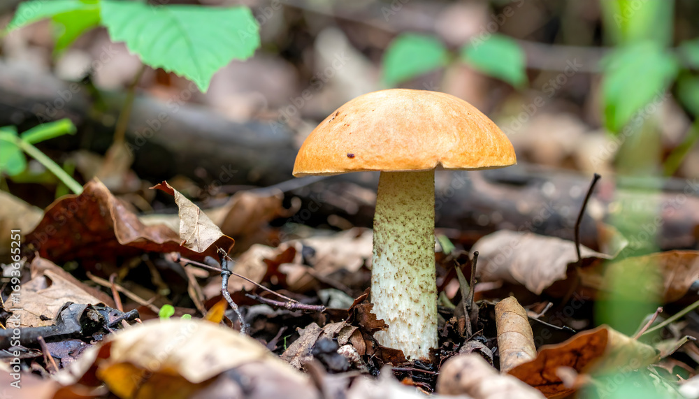 Fototapeta premium Single orange cap mushroom growing on forest floor ground nature plant