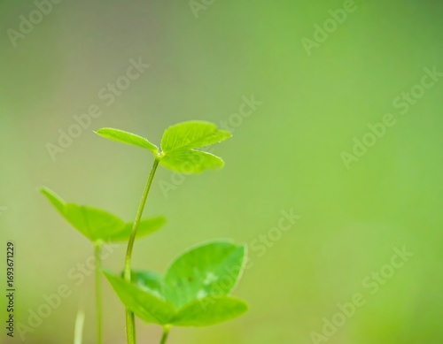 Young Plant Sprouting in Green Field