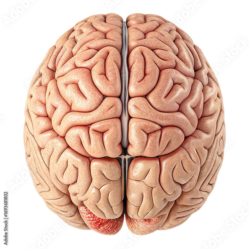 Human Brain Anatomy PNG, Isolated, Transparent Background