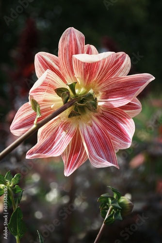 Vibrant Pink Dahlia Close-Up