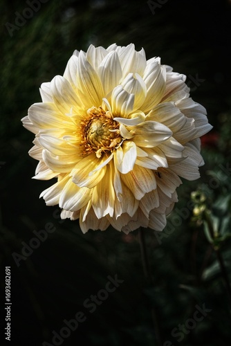 Blooming yellow dahlia flower close-up