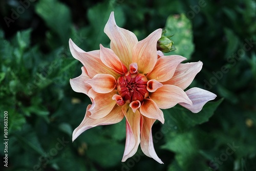 Blooming dahlia flower with vibrant peach petals.
