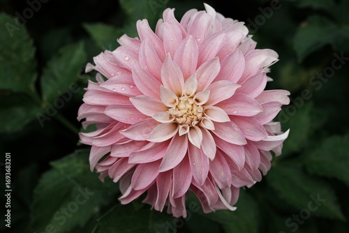 Pink Dahlia with Dew