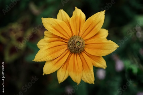 Vibrant Yellow Flower Close-Up