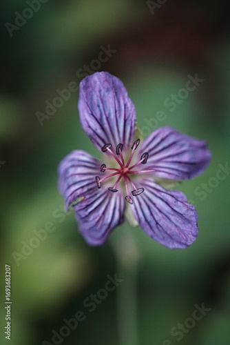 Close-up of a vibrant purple flower with delicate petals.