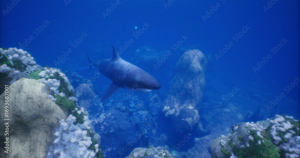 Fototapeta premium A shark glides through crystal clear water, surrounded by vibrant coral formations and rocky structures, showcasing the beauty of marine life in a tranquil underwater environment.