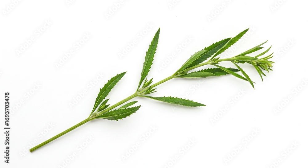 Fototapeta premium A green plant sprig with a central stem and elongated serrated leaves showing developing buds at its tip presented on a plain white background