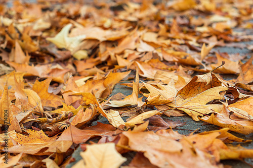 The city asphalt sidewalk is strewn with autumn dry fallen orange leaves of a maple tree from a lower angle. Blank for artworks on the theme of the changing seasons, autumn motifs, atmosphere