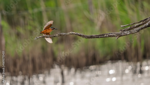 Kingfisher flying over a body of water