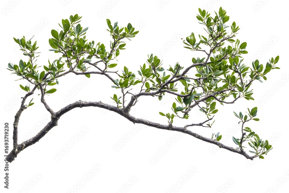 Fototapeta premium Olive tree branch with leaves isolated on a white background,