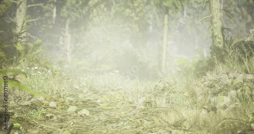 Εκτύπωση καμβά A serene forest path disappears into a thick foamy mist at dawn