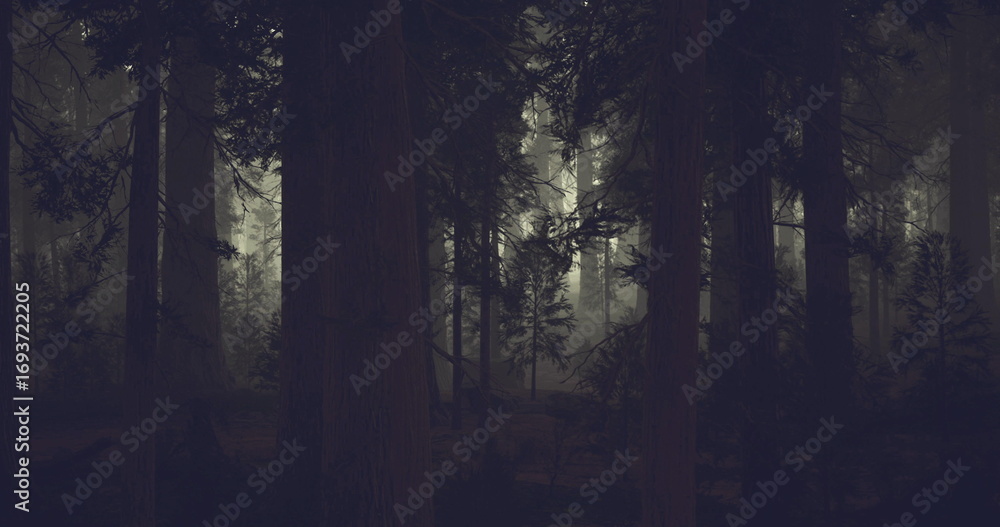 Fototapeta premium Tall trees tower over a serene forest as soft light pierces through the fog, creating an enchanting atmosphere during twilight, inviting exploration and reflection in nature.