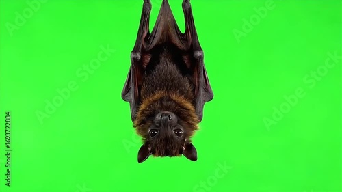 Adorable Flying Fox Bat Hangs Upside Down Looking Curiously at the Camera on Green Screen