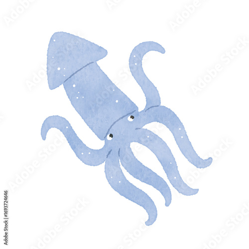イカ　squid　水彩風　いか