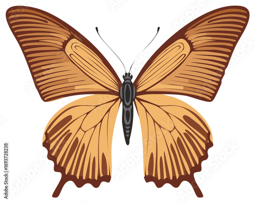 Beautiful brown and orange butterfly illustration with intricate wing patterns