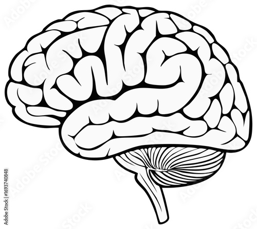 Stylized Outline of a Human Brain Anatomy Showing Cerebrum and Cerebellum Sections