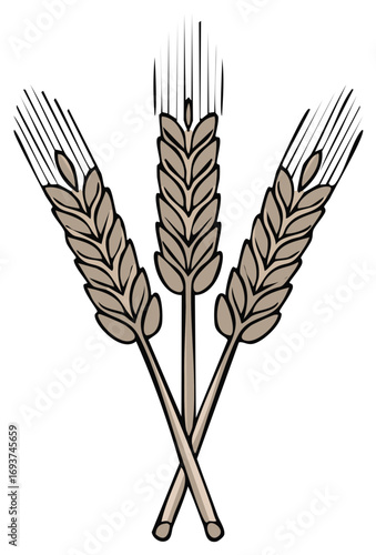 Three crossed stalks of wheat or barley grain vector illustration Agriculture harvest symbol or icon