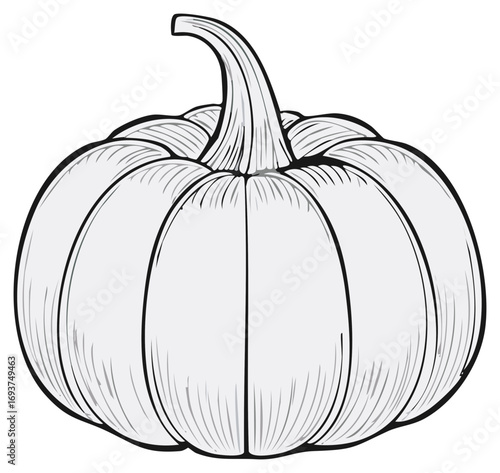 Vintage pumpkin illustration with detailed line art shading for autumn holidays and harvest festivals