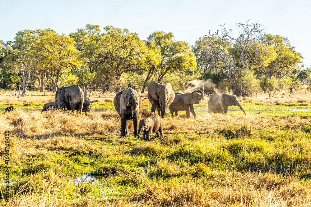 Fototapeta premium herd of African elephants at sunset Botswana (Loxodonta africana)