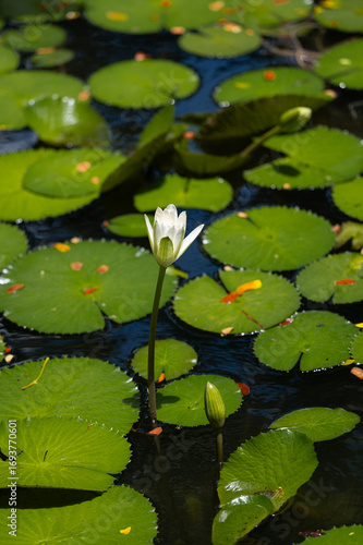 Fototapete A White Flower blooms in Water with Green Lilly Pads
