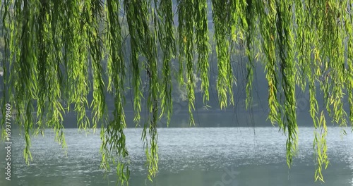 The emerald green willow branches hanging by the lake, the sun shines on the slender willow leaves and shows a soft luster. The background is a quiet lake water, and the picture is full of fresh and t