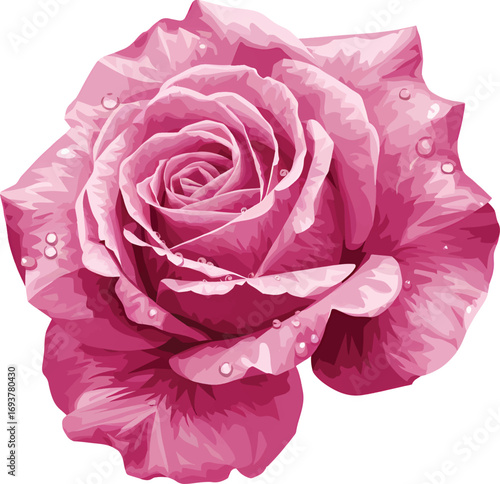 Rose flower