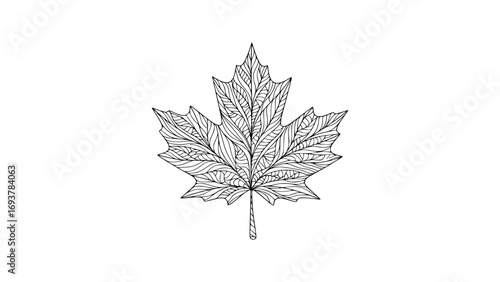 Black and white illustration of a maple leaf