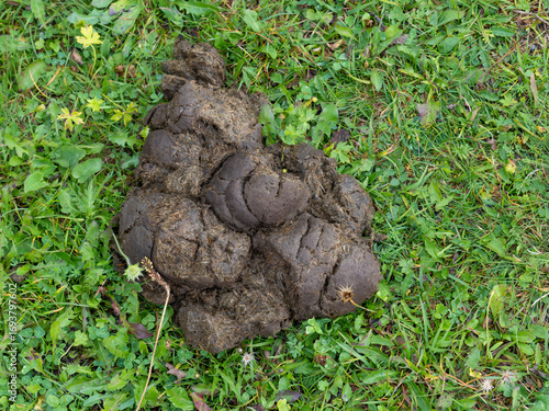Photography Dung of the Rosengarten in South Tyrol. High quality photo