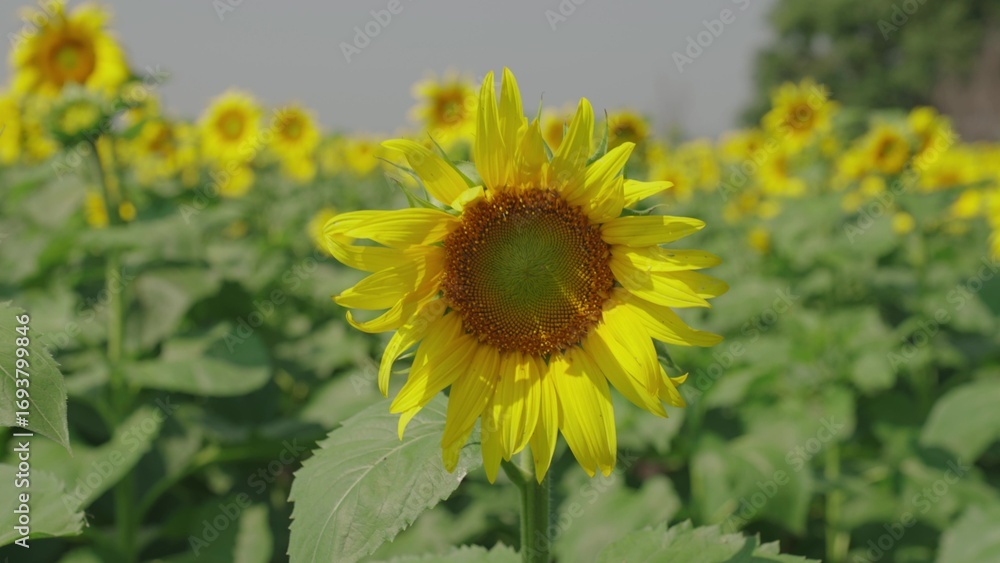 Fototapeta premium yellow blooming sunflower field summer. agriculture concept. healthy food. business growing seeds for production vegetable meat. vegetarian healthy food. farming. summer harvest season. vegetable oil